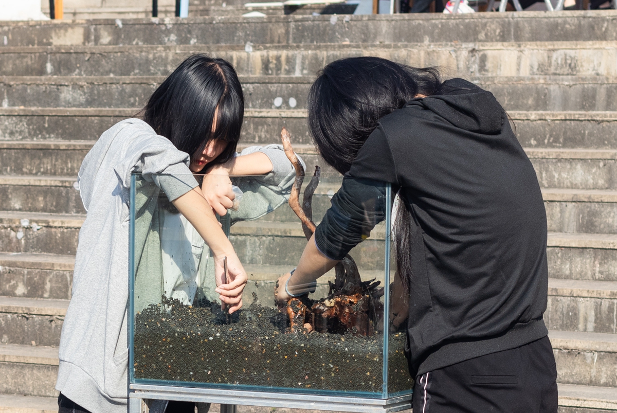 永利集团88304官网同学共同协作进行水族造景大赛（学通社记者 吴奕彤 摄）